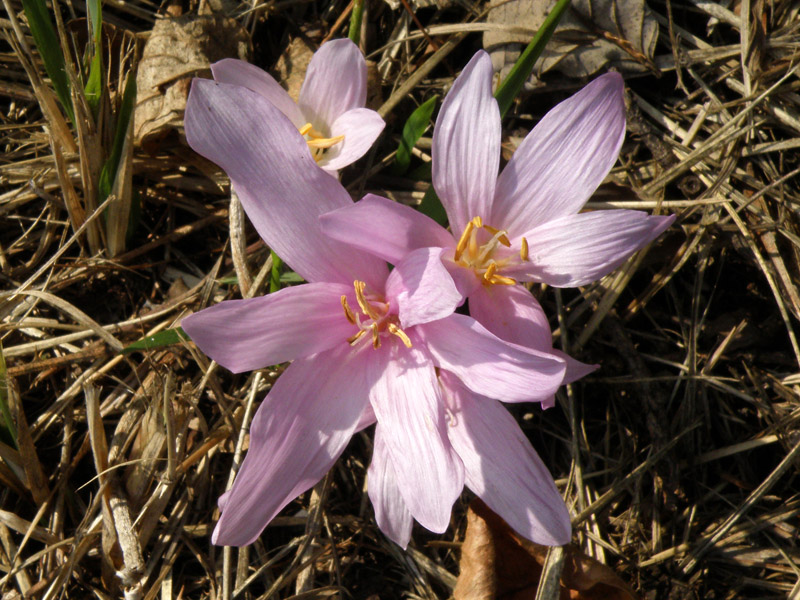 Colchicum longifolium / Colchico provenzale